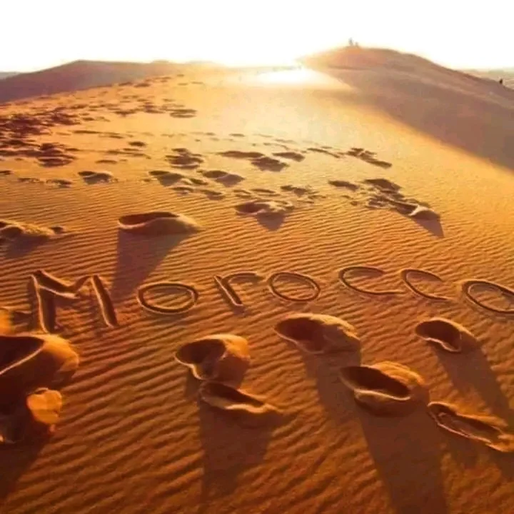 Explore Morocco Birding Tours: 8 Days of Wildlife Wonders morocco airport transfers