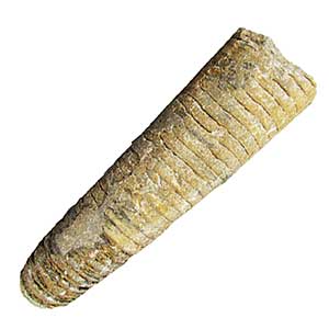 Orthoceras morocco