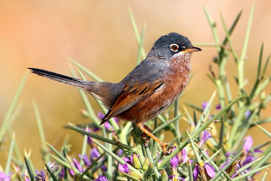 bird watching tour in Morocco with Morocco airport Transfers