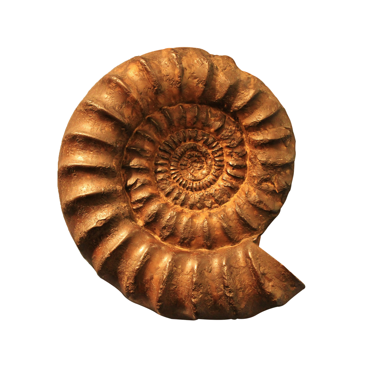 fossil hunting morocco guide