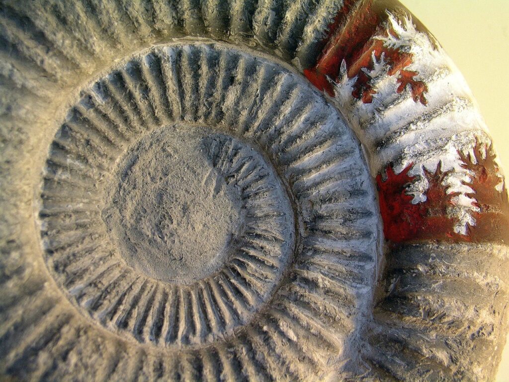 fossil hunting Morocco Ammonites