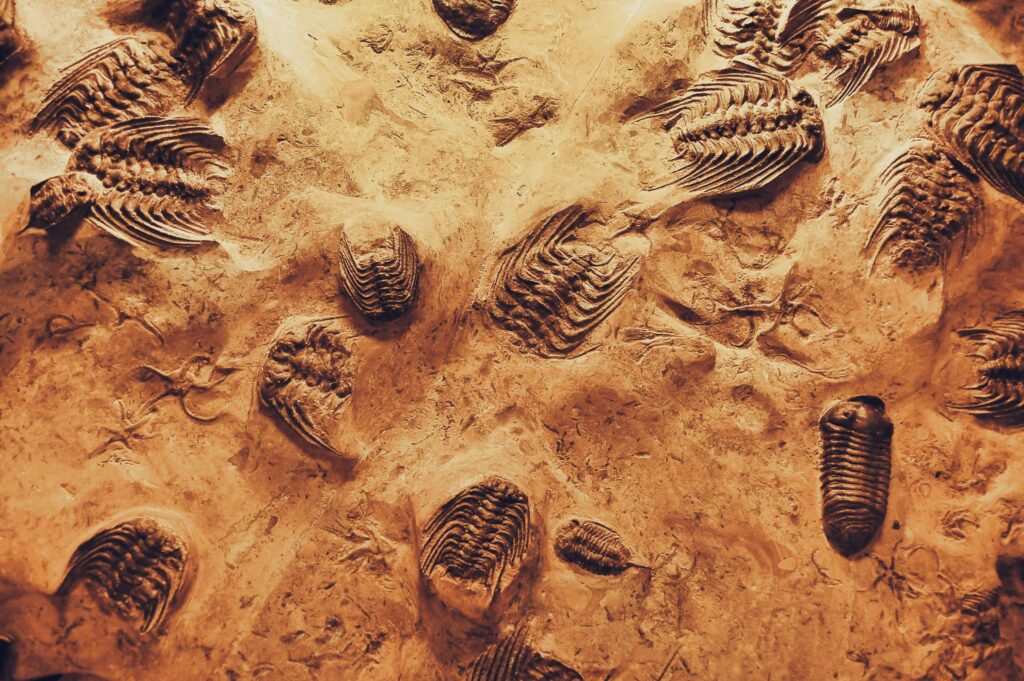 fossil hunting Morocco - Trilobites